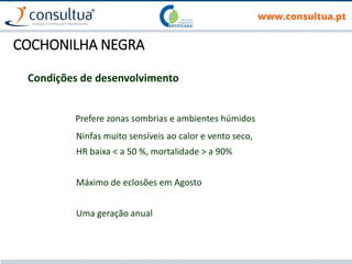 COCHONILHA NEGRA
Condições de desenvolvimento
Prefere zonas sombrias e ambientes húmidos
Ninfas muito sensíveis ao calor e vento seco,
HR baixa < a 50 %, mortalidade > a 90%
Máximo de eclosões em Agosto
Uma geração anual
 