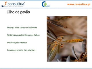 Olho de pavão
Doença mais comum da oliveira
Sintomas característicos nas folhas
Desfoliações intensas
Enfraquecimento das oliveiras
 