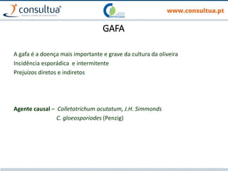 A gafa é a doença mais importante e grave da cultura da oliveira
Incidência esporádica e intermitente
Prejuízos diretos e indiretos
Agente causal – Colletotrichum acutatum, J.H. Simmonds
C. gloeosporiodes (Penzig)
GAFA
 