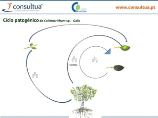 Conídios
Primavera
Infecções primárias
Infecções latentes
Infecções
secundárias
Outono, desenvolvimento
sintomas em frutos verdes e maduros
Verão
Conídios
Ciclo patogénicode Colletotrichum sp. - Gafa
conídios
Sobrevivência de inóculo ?
 