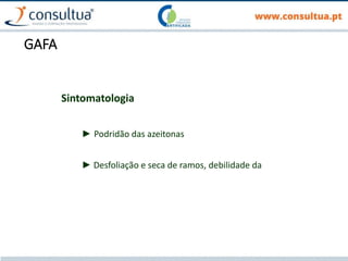 GAFA
Sintomatologia
► Podridão das azeitonas
► Desfoliação e seca de ramos, debilidade da árvore
 