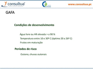 GAFA
Condições de desenvolvimento
Água livre ou HR elevada > a 90 %
Temperatura entre 10 e 30º C (óptimo 20 a 26º C)
Frutos em maturação
Períodos de risco
Outono, chuvas outonais
 