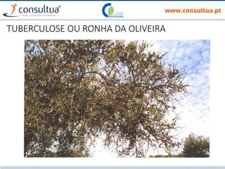 TUBERCULOSE OU RONHA DA OLIVEIRA
 