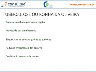 TUBERCULOSE OU RONHA DA OLIVEIRA
Doença espalhada por toda a região
Provocada por uma bactéria
Sintomas mais comuns galhas ou tumores
Redução crescimento das árvores
Desfoliação e morte de ramos
 