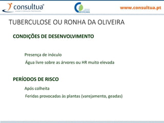 TUBERCULOSE OU RONHA DA OLIVEIRA
CONDIÇÕES DE DESENVOLVIMENTO
Presença de inóculo
Água livre sobre as árvores ou HR muito elevada
PERÍODOS DE RISCO
Após colheita
Feridas provocadas às plantas (varejamento, geadas)
 