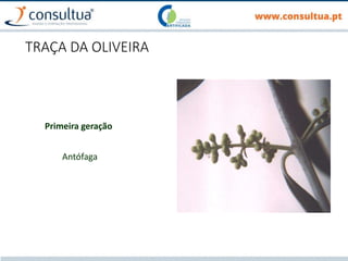 TRAÇA DA OLIVEIRA
Primeira geração
Antófaga
 