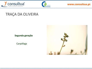 TRAÇA DA OLIVEIRA
Segunda geração
Carpófaga
 