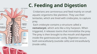 Comprehensive Overview of Phylum Cnidaria: Structure, Function, and ...