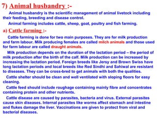 7) Animal husbandry :-
Animal husbandry is the scientific management of animal livetock including
their feeding, breeding and disease control.
Animal farming includes cattle, sheep, goat, poultry and fish farming.
a) Cattle farming :-
Cattle farming is done for two main purposes. They are for milk production
and farm labour. Milk producing females are called milch animals and those used
for farm labour are called draught animals.
Milk production depends on the duration of the lactation period – the period of
milk production after the birth of the calf. Milk production can be increased by
increasing the lactation period. Foreign breeds like Jersy and Brown Swiss have
long lactation periods and local breeds like Red Sindhi and Sahiwal are resistant
to diseases. They can be cross-bred to get animals with both the qualities.
Cattle shelter should be clean and well ventilated with sloping floors for easy
cleaning.
Cattle feed should include roughage containing mainly fibre and concentrates
containing protein and other nutrients.
Cattle disease are caused by parasites, bacteria and virus. External parasites
cause skin diseases. Internal parasites like worms affect stomach and intestine
and flukes damage the liver. Vaccinations are given to protect from viral and
bacterial diseases.
 