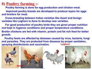 8) Poultry farming :-
Poultry farming is done for egg production and chicken meat.
Improved poultry breeds are developed to produce layers for eggs
and broilers for meat.
Cross-breeding between Indian varieties like Aseel and foreign
varieties like Leghorn is done to develop new varieties.
For good production of poultry birds they are given proper nutrition
and kept in hygienic conditions and proper temperature conditions.
Broiler chickens are fed with vitamin, protein and fat rich feed for better
growth.
Poultry fowls are affected by diseases caused by virus, bacteria, fungi
and parasites. They are protected from diseases by proper sanitation,
spraying disinfectants and vaccination.
Aseel
Leghorn
 