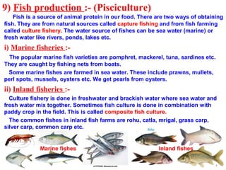 9) Fish production :- (Pisciculture)
Fish is a source of animal protein in our food. There are two ways of obtaining
fish. They are from natural sources called capture fishing and from fish farming
called culture fishery. The water source of fishes can be sea water (marine) or
fresh water like rivers, ponds, lakes etc.
i) Marine fisheries :-
The popular marine fish varieties are pomphret, mackerel, tuna, sardines etc.
They are caught by fishing nets from boats.
Some marine fishes are farmed in sea water. These include prawns, mullets,
perl spots, mussels, oysters etc. We get pearls from oysters.
ii) Inland fisheries :-
Culture fishery is done in freshwater and brackish water where sea water and
fresh water mix together. Sometimes fish culture is done in combination with
paddy crop in the field. This is called composite fish culture.
The common fishes in inland fish farms are rohu, catla, mrigal, grass carp,
silver carp, common carp etc.
Marine fishes Inland fishes
 