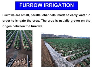 Furrow Ridging Irrigation.ppt