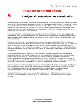 15 joias da evolução
                       JOIAS DO REGISTRO FÓSSIL

5                    A origem do esqueleto dos vertebrados

Devemos muito do que nos faz humanos a um notável tecido chamado crista neural, encontrado apenas
em embriões. As células da crista neural emergem da medula espinhal prematura e migram para todo o
corpo, efetuando uma série de transformações importantes. Sem a crista neural, não teríamos a
maioria dos ossos em nossa face e pescoço, e muitas das características de nossa pele e de nossos
órgãos sensoriais. A crista neural parece ser exclusiva dos vertebrados, e ajuda a explicar por que os
vertebrados têm 'cabeças' e 'faces' distintas.

Desvendar a história evolutiva da crista neural é especialmente difícil em formas fósseis, pois dados
embrionários estão obviamente ausentes. Um mistério crucial, por exemplo, é saber quanto do crânio
dos vertebrados provém da contribuição das células da crista neural e quanto vem de camadas mais
internas de tecido.

Novas técnicas permitiram aos pesquisadores rotular e acompanhar células individuais enquanto os
embriões se desenvolviam. As técnicas revelaram, até o nível das células individuais, que as bordas dos
ossos do pescoço e do ombro derivam da crista neural. O tecido derivado da crista neural ancora a
cabeça na superfície anterior da cintura escapular, enquanto o esqueleto que forma a parte de trás do
pescoço e dos ombros [escápulas e clavículas] cresce de uma camada mais interna de tecido chamada
mesoderme.

Tal mapeamento detalhado, em animais vivos, esclarece a evolução de estruturas em cabeças e
pescoços de animais extintos há tempos, mesmo sem tecido mole fossilizado, como pele e músculo.
Similaridades de esqueleto que resultam de uma história evolutiva compartilhada podem ser
identificadas nas marcas de inserção musculares [nos ossos]. Isso permite delinear, por exemplo, a
localização do maior osso do "ombro" de ancestrais terrestres extintos dos vertebrados, o cleitro. Esse
osso parece sobreviver até hoje na forma de parte da escápula em mamíferos viventes.

Esse tipo de exame evolutivo pode ter relevância clínica imediata. As partes do esqueleto identificadas
como derivadas da crista neural, por Toshiyuki Matsuoka e seus colaboradores no Instituto Wolfson
para Pesquisa Biomédica em Londres, são especificamente afetadas em várias doenças do
desenvolvimento em humanos, o que permite esclarecimentos sobre suas origens.

O estudo de Matsuoka mostra como uma análise detalhada da morfologia dos animais viventes,
informada pelo pensamento evolutivo, ajuda os pesquisadores a interpretar formas fossilizadas e
extintas.




                                     www.nature.com/evolutiongems

                                      http://evolucionismo.ning.com
 