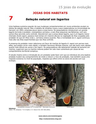 15 joias da evolução
                                         JOIAS DOS HABITATS

7                           Seleção natural em lagartos

Uma hipótese evolutiva popular diz que mudanças comportamentais em novos ambientes anulam os
efeitos da seleção natural. Mas o trabalho de Jonathan Losos e seus colaboradores na Universidade de
Harvard, em 2003, empresta pouco apoio a essa teoria. Os pesquisadores introduziram um grande
lagarto terrícola e predador, Leiocephalus carinatus, a seis ilhas pequenas nas Bahamas, com seis
outras ilhas servindo como controle. Descobriram que a presa desse lagarto, que é um lagarto menor
chamado Anolis sagrei, passava mais tempo em maiores alturas na vegetação de ilhas ocupadas pelo
predador do que em ilhas onde L. carinatus estava ausente. Mas a mortalidade de A. sagrei continuou
mais alta nas ilhas experimentais que nas ilhas controle.

A presença do predador maior selecionou em favor de machos de lagarto A. sagrei com pernas mais
altas, que podem correr mais rápido, e também favoreceu fêmeas maiores, que são tanto mais rápidas
quanto mais difíceis de vencer e de ingerir. Os pesquisadores não detectaram seleção de tamanho em
machos; sugeriram que os machos maiores podem ter sido mais vulneráveis por causa de seu
comportamento territorial conspícuo.

O estudo mostra como a introdução de um predador pode fazer com que os indivíduos de uma espécie
predada mudem seu comportamento de modo a reduzir o risco de predação, mas também causa uma
resposta evolutiva no nível da população, resposta que difere entre os sexos de acordo com sua
ecologia.




                Leiocephalus carinatus (CC 3.0 Ianaré Sévi - Wikimedia Commons)        Anolis sagrei
Referência
Losos, J. B., Schoener, T. W. & Spiller, D. A. Nature 432, 505–508 (2004).




                                                   www.nature.com/evolutiongems

                                                    http://evolucionismo.ning.com
 