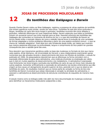 15 joias da evolução
              JOIAS DE PROCESSOS MOLECULARES

12                  Os tentilhões das Galápagos e Darwin

Quando Charles Darwin visitou as Ilhas Galápagos, registrou a presença de várias espécies de tentilhão
que tinham aparência muito similar, exceto por seus bicos. Tentilhões do solo têm bicos profundos e
largos; tentilhões do cacto têm bicos longos e pontudos; tentilhões-rouxinóis têm bicos afilados e
pontudos; refletindo diferenças em suas respectivas dietas. Darwin especulou que todos os tentilhões
tinham um ancestral comum que tinha migrado para as ilhas. Parentes próximos dos tentilhões das
Galápagos são conhecidos no continente da América do Sul, e o caso dos tentilhões de Darwin se
tornou desde então o exemplo clássico de como a seleção natural levou à evolução de uma variedade
de formas adaptadas a nichos ecológicos diferentes a partir de uma espécie ancestral comum - o que se
chama de 'radiação adaptativa'. Essa ideia tem sido fortalecida desde então, por dados que mostram
que mesmo pequenas diferenças na profundidade, largura e comprimento do bico podem ter grandes
consequências para a aptidão geral das aves.

Para descobrir que mecanismos genéticos estão na base das mudanças no formato do bico que marca
cada espécie, Arhat Abzhanov, da Universidade de Harvard, e seus colaboradores examinaram genes
numerosos que são ativados durante o desenvolvimento dos bicos nos filhotes de tentilhão; o estudo foi
publicado em 2006. Os pesquisadores descobriram que as diferenças na forma coincidem com a
expressão diferenciada do gene para calmodulina, uma molécula envolvida na sinalização por cálcio,
que é vital em muitos aspectos do desenvolvimento e do metabolismo. A calmodulina é expressada
mais fortemente nos bicos longos e pontudos dos tentilhões do cacto do que em bicos mais robustos de
outras espécies. Aumentar artificialmente a expressão da calmodulina nos tecidos embrionários que dão
origem ao bico causa um alongamento da parte superior do bico, parecido com o que se observa em
tentilhões do cacto. Os resultados mostram que ao menos parte da variação na forma do bico dos
tentilhões de Darwin é provável que esteja relacionada à variação na atividade da calmodulina, e
associam a calmodulina ao desenvolvimento de estruturas craniofaciais do esqueleto de maneira mais
geral.

O estudo mostra como os biólogos estão indo além da mera documentação de mudanças evolutivas
para identificar os mecanismos moleculares subjacentes a elas.




                                    www.nature.com/evolutiongems

                                     http://evolucionismo.ning.com
 