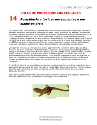 15 joias da evolução
              JOIAS DE PROCESSOS MOLECULARES

14            Resistência a toxinas em serpentes e em
              clame-da-areia

Os biólogos estão compreendendo cada vez mais os mecanismos moleculares subjacentes à mudança
evolutiva adaptativa. Em algumas populações do tritão Taricha granulosa, por exemplo, os indivíduos
acumulam o veneno neuroativo tetrodotoxina em sua pele, aparentemente como uma defesa contra a
cobra Thamnophis sirtalis. As cobras dessa espécie que predam os tritões venenosos evoluíram
resistência à toxina. Através de trabalho exaustivo, Shana Geffeney, da Escola de Medicina de Stanford,
na Califórnia, e seus colaboradores descobriram o mecanismo por trás disso; seu estudo foi publicado
em 2005. A variação no nível de resistência das cobras à sua caça venenosa pode ser delineada em
mudanças moleculares que afetam a ligação da tetrodotoxina a um canal de sódio particular.

Uma seleção similar para a resistência a toxinas aparentemente ocorre nos clames-da-areia (Mya
arenaria) em áreas costeiras do Atlântico Norte no continente americano, como relatado por Monica
Bricelj do Instituto de Biociências Marinhas da Nova Escócia, Canadá, e seus colaboradores na mesma
edição da Nature. As algas que produzem 'marés vermelhas' geram saxitoxina - uma causa de
envenenamento por frutos-do-mar em humanos. Esses molucos se expõem à toxina ao ingerirem as
algas. Os provenientes de áreas com marés vermelhas recorrentes são relativamente resistentes à
toxina e acumulam-na em seus tecidos. Os que vivem em áreas não afetadas não evoluíram tal
resistência.

A resistência à toxina nas populações expostas está correlacionada com uma única mutação no gene
que codifica para um canal de sódio, num sítio já relacionado à ligação da saxitoxina. Parece provável,
portanto, que a saxitoxina age como um potente agente seletivo nos clames-da-areia e leva à
adaptação genética.

Esses dois estudos mostram como pressões seletivas similares podem levar a respostas adaptativas
similares mesmo em táxons [unidades de classificação] muito diferentes.




                                              Taricha granulosa




                                     www.nature.com/evolutiongems

                                      http://evolucionismo.ning.com
 
