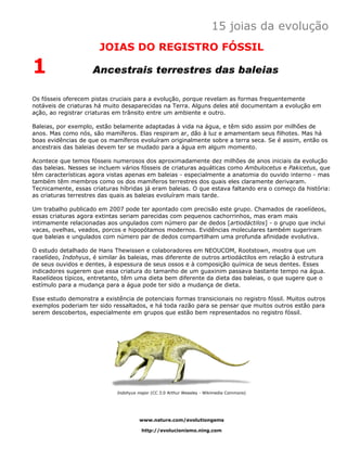15 joias da evolução
                       JOIAS DO REGISTRO FÓSSIL

1                    Ancestrais terrestres das baleias

Os fósseis oferecem pistas cruciais para a evolução, porque revelam as formas frequentemente
notáveis de criaturas há muito desaparecidas na Terra. Alguns deles até documentam a evolução em
ação, ao registrar criaturas em trânsito entre um ambiente e outro.

Baleias, por exemplo, estão belamente adaptadas à vida na água, e têm sido assim por milhões de
anos. Mas como nós, são mamíferos. Elas respiram ar, dão à luz e amamentam seus filhotes. Mas há
boas evidências de que os mamíferos evoluíram originalmente sobre a terra seca. Se é assim, então os
ancestrais das baleias devem ter se mudado para a água em algum momento.

Acontece que temos fósseis numerosos dos aproximadamente dez milhões de anos iniciais da evolução
das baleias. Nesses se incluem vários fósseis de criaturas aquáticas como Ambulocetus e Pakicetus, que
têm características agora vistas apenas em baleias - especialmente a anatomia do ouvido interno - mas
também têm membros como os dos mamíferos terrestres dos quais eles claramente derivaram.
Tecnicamente, essas criaturas híbridas já eram baleias. O que estava faltando era o começo da história:
as criaturas terrestres das quais as baleias evoluíram mais tarde.

Um trabalho publicado em 2007 pode ter apontado com precisão este grupo. Chamados de raoelídeos,
essas criaturas agora extintas seriam parecidas com pequenos cachorrinhos, mas eram mais
intimamente relacionadas aos ungulados com número par de dedos [artiodáctilos] - o grupo que inclui
vacas, ovelhas, veados, porcos e hipopótamos modernos. Evidências moleculares também sugeriram
que baleias e ungulados com número par de dedos compartilham uma profunda afinidade evolutiva.

O estudo detalhado de Hans Thewissen e colaboradores em NEOUCOM, Rootstown, mostra que um
raoelídeo, Indohyus, é similar às baleias, mas diferente de outros artiodáctilos em relação à estrutura
de seus ouvidos e dentes, à espessura de seus ossos e à composição química de seus dentes. Esses
indicadores sugerem que essa criatura do tamanho de um guaxinim passava bastante tempo na água.
Raoelídeos típicos, entretanto, têm uma dieta bem diferente da dieta das baleias, o que sugere que o
estímulo para a mudança para a água pode ter sido a mudança de dieta.

Esse estudo demonstra a existência de potenciais formas transicionais no registro fóssil. Muitos outros
exemplos poderiam ter sido ressaltados, e há toda razão para se pensar que muitos outros estão para
serem descobertos, especialmente em grupos que estão bem representados no registro fóssil.




                             Indohyus major (CC 3.0 Arthur Weasley - Wikimedia Commons)




                                      www.nature.com/evolutiongems

                                       http://evolucionismo.ning.com
 
