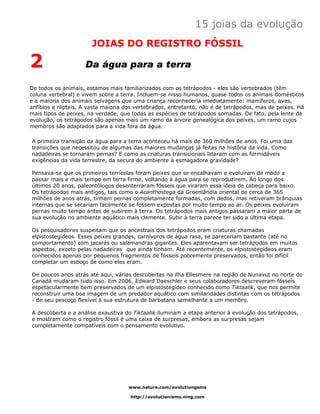 15 joias da evolução
                       JOIAS DO REGISTRO FÓSSIL

2                   Da água para a terra

De todos os animais, estamos mais familiarizados com os tetrápodos - eles são vertebrados (têm
coluna vertebral) e vivem sobre a terra. Incluem-se nisso humanos, quase todos os animais domésticos
e a maioria dos animais selvagens que uma criança reconheceria imediatamente: mamíferos, aves,
anfíbios e répteis. A vasta maioria dos vertebrados, entretanto, não é de tetrápodos, mas de peixes. Há
mais tipos de peixes, na verdade, que todas as espécies de tetrápodos somadas. De fato, pela lente da
evolução, os tetrápodos são apenas mais um ramo da árvore genealógica dos peixes, um ramo cujos
membros são adaptados para a vida fora da água.

A primeira transição da água para a terra aconteceu há mais de 360 milhões de anos. Foi uma das
transições que necessitou de algumas das maiores mudanças já feitas na história da vida. Como
nadadeiras se tornaram pernas? E como as criaturas transicionais lidaram com as formidáveis
exigências da vida terrestre, da secura do ambiente à esmagadora gravidade?

Pensava-se que os primeiros terrícolas foram peixes que se encalhavam e evoluíram de modo a
passar mais e mais tempo em terra firme, voltando à água para se reproduzirem. Ao longo dos
últimos 20 anos, paleontólogos desenterraram fósseis que viraram essa ideia de cabeça para baixo.
Os tetrápodos mais antigos, tais como o Acanthostega da Groenlândia oriental de cerca de 365
milhões de anos atrás, tinham pernas completamente formadas, com dedos, mas retiveram brânquias
internas que se secariam facilmente se fossem expostas por muito tempo ao ar. Os peixes evoluíram
pernas muito tempo antes de subirem à terra. Os tetrápodos mais antigos passaram a maior parte de
sua evolução no ambiente aquático mais clemente. Subir à terra parece ter sido a última etapa.

Os pesquisadores suspeitam que os ancestrais dos tetrápodos eram criaturas chamadas
elpistostegídeos. Esses peixes grandes, carnívoros de água rasa, se pareceriam bastante (até no
comportamento) com jacarés ou salamandras gigantes. Eles aparentavam ser tetrápodos em muitos
aspectos, exceto pelas nadadeiras que ainda tinham. Até recentemente, os elpistostegídeos eram
conhecidos apenas por pequenos fragmentos de fósseis pobremente preservados, então foi difícil
completar um esboço de como eles eram.

De poucos anos atrás até aqui, várias descobertas na ilha Ellesmere na região de Nunavut no norte do
Canadá mudaram tudo isso. Em 2006, Edward Daeschler e seus colaboradores descreveram fósseis
espetacularmente bem preservados de um elpistostegídeo conhecido como Tiktaalik, que nos permite
reconstruir uma boa imagem de um predador aquático com similaridades distintas com os tetrápodos
- de seu pescoço flexível à sua estrutura de barbatana semelhante a um membro.

A descoberta e a análise exaustiva do Tiktaalik iluminam a etapa anterior à evolução dos tetrápodos,
e mostram como o registro fóssil é uma caixa de surpresas, embora as surpresas sejam
completamente compatíveis com o pensamento evolutivo.




                                     www.nature.com/evolutiongems

                                     http://evolucionismo.ning.com
 
