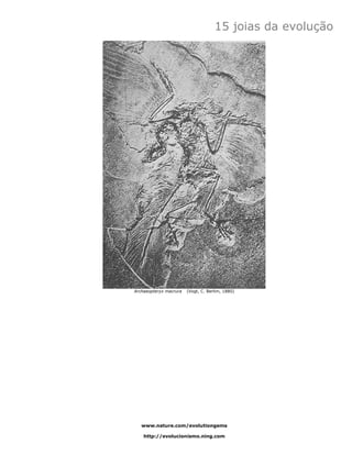 15 joias da evolução




Archaeopteryx macrura   (Vogt, C. Berlim, 1880)




   www.nature.com/evolutiongems

    http://evolucionismo.ning.com
 