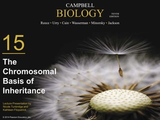 CAMPBELL 
BIOLOGY 
Reece • Urry • Cain •Wasserman • Minorsky • Jackson 
© 2014 Pearson Education, Inc. 
TENTH 
EDITION 
15 
The 
Chromosomal 
Basis of 
Inheritance 
Lecture Presentation by 
Nicole Tunbridge and 
Kathleen Fitzpatrick 
 