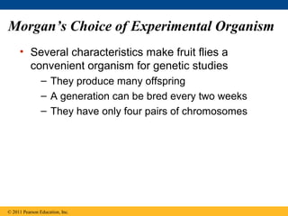 Morgan’s Choice of Experimental Organism
• Several characteristics make fruit flies a
convenient organism for genetic studies
– They produce many offspring
– A generation can be bred every two weeks
– They have only four pairs of chromosomes
© 2011 Pearson Education, Inc.
 