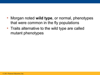 • Morgan noted wild type, or normal, phenotypes
that were common in the fly populations
• Traits alternative to the wild type are called
mutant phenotypes
© 2011 Pearson Education, Inc.
 