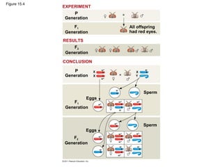 Figure 15.4
All offspring
had red eyes.
P
Generation
F1
Generation
F2
Generation
F2
Generation
F1
Generation
P
Generation
Eggs
Eggs
Sperm
Sperm
X
X
X
Y
w+
w+
w+
w+
w+
w+
w+
w+ w+
w+
w+
w
w
w
w
w w
RESULTS
EXPERIMENT
CONCLUSION
 