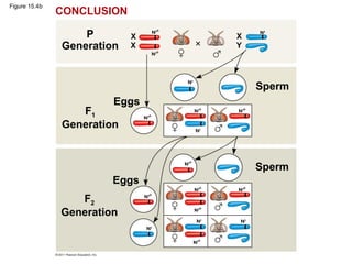 Figure 15.4b
F2
Generation
P
Generation
Eggs
Eggs
Sperm
Sperm
X
w+
CONCLUSION
X
X Y
w+
w+
w+
w+
w+
w+
w+
w+
w+
w+
w
w
w
w
w w
F1
Generation
 