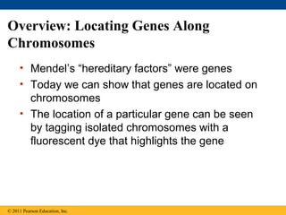 Overview: Locating Genes Along
Chromosomes
• Mendel’s “hereditary factors” were genes
• Today we can show that genes are located on
chromosomes
• The location of a particular gene can be seen
by tagging isolated chromosomes with a
fluorescent dye that highlights the gene
© 2011 Pearson Education, Inc.
 