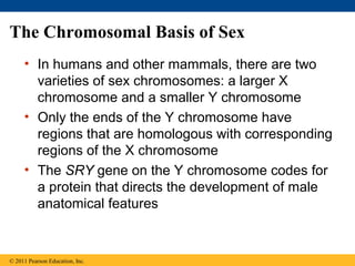 The Chromosomal Basis of Sex
• In humans and other mammals, there are two
varieties of sex chromosomes: a larger X
chromosome and a smaller Y chromosome
• Only the ends of the Y chromosome have
regions that are homologous with corresponding
regions of the X chromosome
• The SRY gene on the Y chromosome codes for
a protein that directs the development of male
anatomical features
© 2011 Pearson Education, Inc.
 