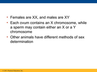• Females are XX, and males are XY
• Each ovum contains an X chromosome, while
a sperm may contain either an X or a Y
chromosome
• Other animals have different methods of sex
determination
© 2011 Pearson Education, Inc.
 