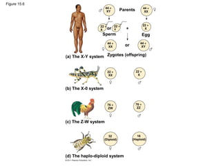 Figure 15.6
Parents
or
Sperm
or
Egg
Zygotes (offspring)
44 +
XY
44 +
XX
22 +
X
22 +
Y
22 +
X
44 +
XX
44 +
XY
22 +
XX
22 +
X
76 +
ZW
76 +
ZZ
32
(Diploid)
16
(Haploid)
(a) The X-Y system
(b) The X-0 system
(c) The Z-W system
(d) The haplo-diploid system
 