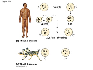 Figure 15.6a
Parents
or
Sperm
or
Egg
Zygotes (offspring)
44 +
XY
44 +
XX
22 +
X
22 +
Y
22 +
X
44 +
XX
44 +
XY
22 +
XX
22 +
X
(a) The X-Y system
(b) The X-0 system
 