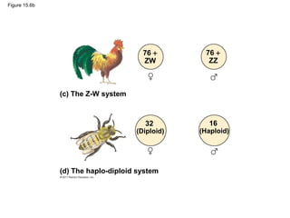 Figure 15.6b
76 +
ZW
76 +
ZZ
32
(Diploid)
16
(Haploid)
(c) The Z-W system
(d) The haplo-diploid system
 