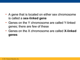 • A gene that is located on either sex chromosome
is called a sex-linked gene
• Genes on the Y chromosome are called Y-linked
genes; there are few of these
• Genes on the X chromosome are called X-linked
genes
© 2011 Pearson Education, Inc.
 