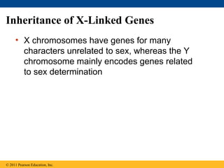 Inheritance of X-Linked Genes
• X chromosomes have genes for many
characters unrelated to sex, whereas the Y
chromosome mainly encodes genes related
to sex determination
© 2011 Pearson Education, Inc.
 