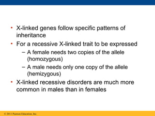 • X-linked genes follow specific patterns of
inheritance
• For a recessive X-linked trait to be expressed
– A female needs two copies of the allele
(homozygous)
– A male needs only one copy of the allele
(hemizygous)
• X-linked recessive disorders are much more
common in males than in females
© 2011 Pearson Education, Inc.
 