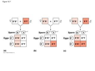 Figure 15.7
Eggs Eggs Eggs
Sperm Sperm Sperm
(a) (b) (c)
XN
XN Xn
Y XN
Xn
XN
Y XN
Xn
Xn
Y
Xn
Y XN
Y YXn
Xn
Xn
XN
XN
XN
XNXN
Xn
XN
Y
XN
Y
XN
Y XN
Y
Xn
Y Xn
YXN
Xn
XN
Xn
XN
Xn
XN
XN
Xn
Xn
 