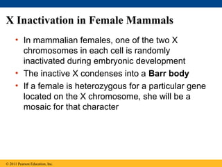 X Inactivation in Female Mammals
• In mammalian females, one of the two X
chromosomes in each cell is randomly
inactivated during embryonic development
• The inactive X condenses into a Barr body
• If a female is heterozygous for a particular gene
located on the X chromosome, she will be a
mosaic for that character
© 2011 Pearson Education, Inc.
 