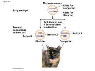 Figure 15.8
Early embryo:
X chromosomes
Allele for
orange fur
Allele for
black fur
Two cell
populations
in adult cat:
Cell division and
X chromosome
inactivation
Active X
Inactive X
Active X
Black fur Orange fur
 