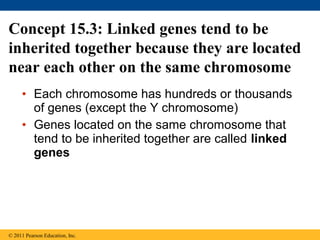 • Each chromosome has hundreds or thousands
of genes (except the Y chromosome)
• Genes located on the same chromosome that
tend to be inherited together are called linked
genes
Concept 15.3: Linked genes tend to be
inherited together because they are located
near each other on the same chromosome
© 2011 Pearson Education, Inc.
 