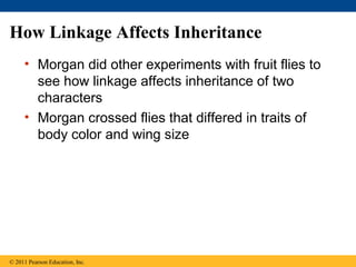 How Linkage Affects Inheritance
• Morgan did other experiments with fruit flies to
see how linkage affects inheritance of two
characters
• Morgan crossed flies that differed in traits of
body color and wing size
© 2011 Pearson Education, Inc.
 