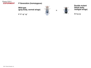 Figure 15.9-1
P Generation (homozygous)
Wild type
(gray body, normal wings)
b+
b+
vg+
vg+ b b vg vg
Double mutant
(black body,
vestigial wings)
EXPERIMENT
 