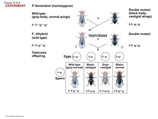 Figure 15.9-3
P Generation (homozygous)
Wild type
(gray body, normal wings)
F1 dihybrid
(wild type)
Testcross
offspring
TESTCROSS
b+
b+
vg+
vg+
b+
b vg+
vg
b b vg vg
b b vg vg
Double mutant
(black body,
vestigial wings)
Double mutant
Eggs
Sperm
EXPERIMENT
Wild type
(gray-normal)
Black-
vestigial
Gray-
vestigial
Black-
normal
b+
vg+ bvg b+
vg b vg+
b+
b vg+
vg bb vg vg b+
bvgvg bb vg+
vg
bvg
 