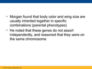 • Morgan found that body color and wing size are
usually inherited together in specific
combinations (parental phenotypes)
• He noted that these genes do not assort
independently, and reasoned that they were on
the same chromosome
© 2011 Pearson Education, Inc.
 