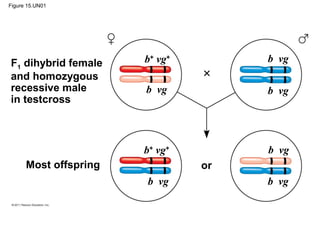 Figure 15.UN01
Most offspring
F1 dihybrid female
and homozygous
recessive male
in testcross
or
b+
vg+
b vg
b+
vg+
b vg
b vg
b vg
b vg
b vg
 