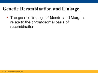 Genetic Recombination and Linkage
• The genetic findings of Mendel and Morgan
relate to the chromosomal basis of
recombination
© 2011 Pearson Education, Inc.
 