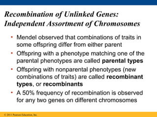 Recombination of Unlinked Genes:
Independent Assortment of Chromosomes
• Mendel observed that combinations of traits in
some offspring differ from either parent
• Offspring with a phenotype matching one of the
parental phenotypes are called parental types
• Offspring with nonparental phenotypes (new
combinations of traits) are called recombinant
types, or recombinants
• A 50% frequency of recombination is observed
for any two genes on different chromosomes
© 2011 Pearson Education, Inc.
 