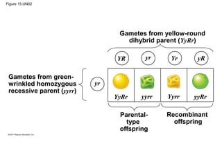 Figure 15.UN02
Gametes from green-
wrinkled homozygous
recessive parent (yyrr)
Gametes from yellow-round
dihybrid parent (YyRr)
Recombinant
offspring
Parental-
type
offspring
YR yr Yr yR
yr
YyRr yyrr Yyrr yyRr
 