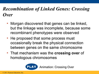 Recombination of Linked Genes: Crossing
Over
• Morgan discovered that genes can be linked,
but the linkage was incomplete, because some
recombinant phenotypes were observed
• He proposed that some process must
occasionally break the physical connection
between genes on the same chromosome
• That mechanism was the crossing over of
homologous chromosomes
© 2011 Pearson Education, Inc.
Animation: Crossing Over
 